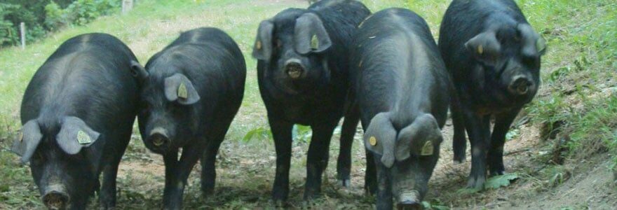 Porc Noir de Bigorre